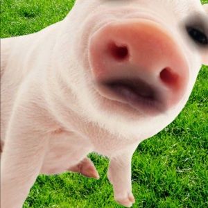 Meet your Posher, Yailin